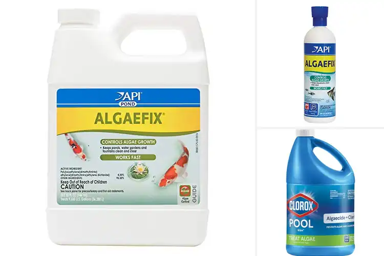 Detailed view of Best Algae Treatments